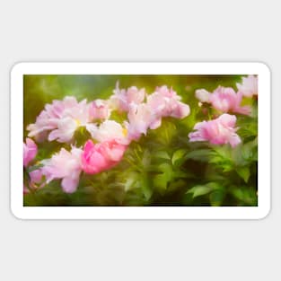 Pink Peonies Spring Garden Sticker